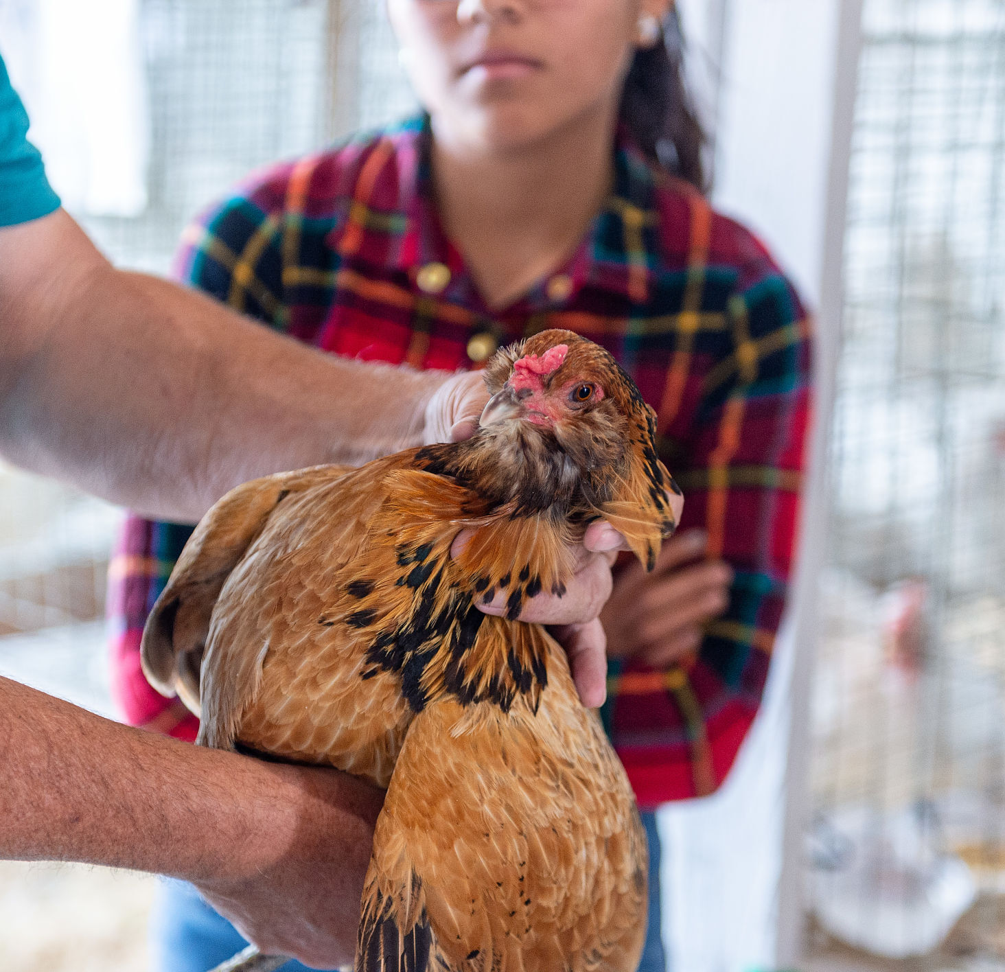 FFA/4-H Poultry Judging at the Twin Falls County Fair